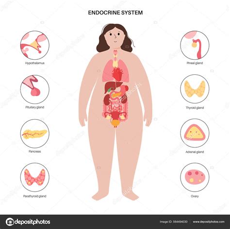 Human Endocrine System Stock Vector Image By ©pikovit 564494030