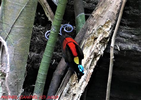 Wilson S Bird Of Paradise Diphyllodes Respublica Bonapa Flickr