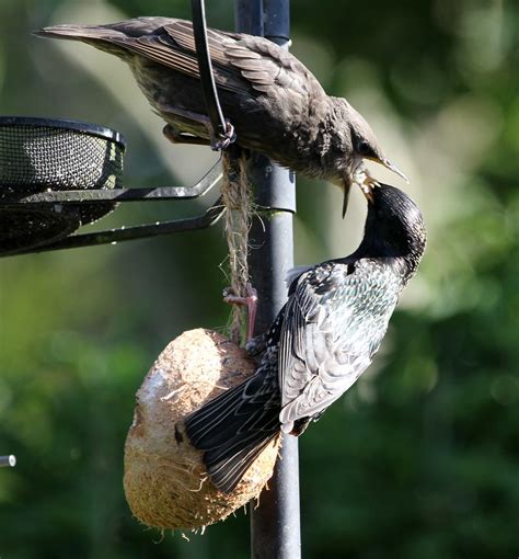 Starling Feeding Young Our Garden Regulars Jo Garbutt Flickr