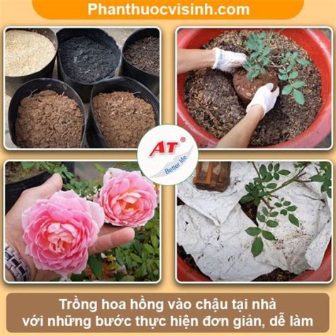 Phân Thuốc Vi Sinh At