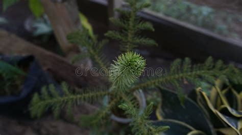 Close Up Of Green Leaf Norfolk Island Pine Araucaria Heterophylla