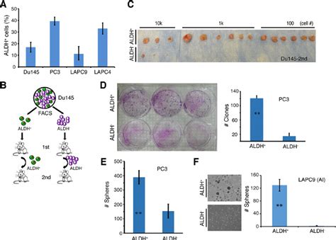 The ALDH PCa Cell Subpopulations Are Enriched In Self Renewing