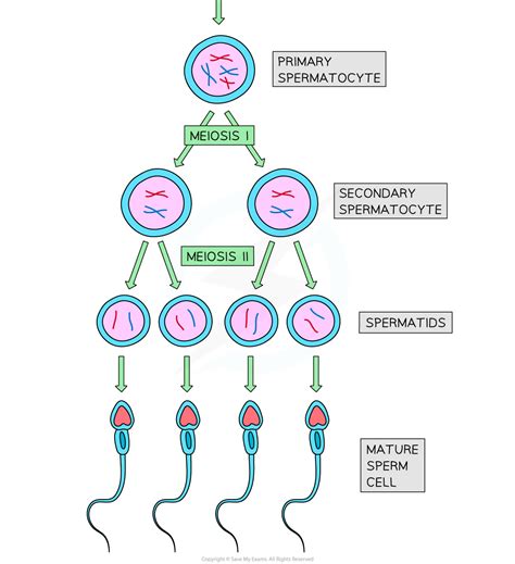 Oogenesis And Spermatogenesis Dp Ib Biology Hl Revision Notes 2016