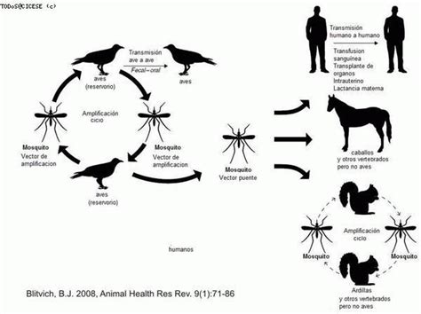 Encefalitis De La Crosse Chikungunya