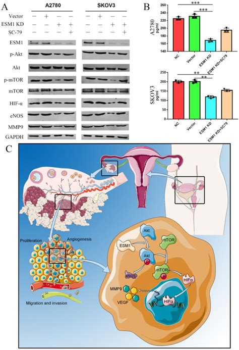 ESM1 Accelerates OC Development And Progression Via The Akt MTOR