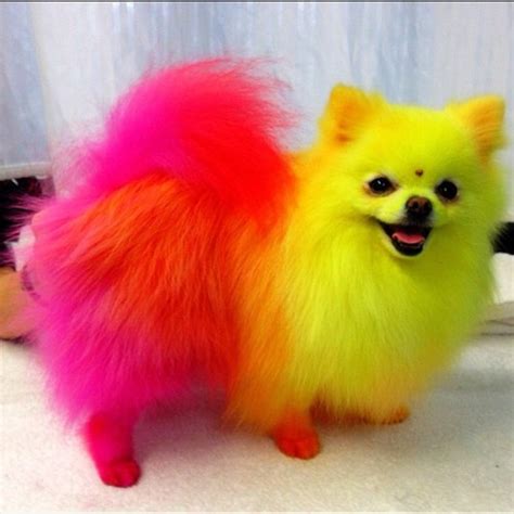 Let's Get Down to the Bottom of This...Is it Safe to Color your Pomeranians Hair??