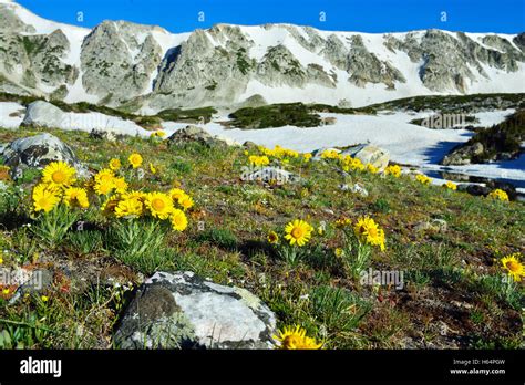 Alpine Meadow With Closeup Wild Flowers In Snowy Range Mountains