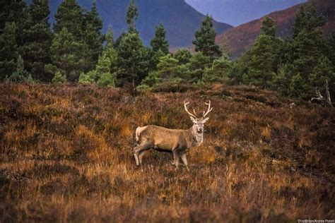 Explore Our Highland Wildlife | Visit Inverness Loch Ness