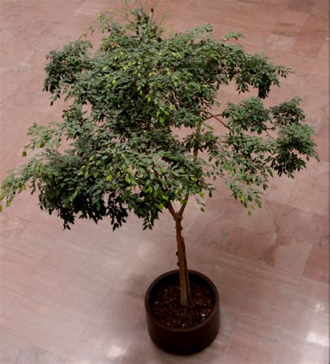 Weeping Fig Ficus Benjamina Growing And Care Guide For Gardeners