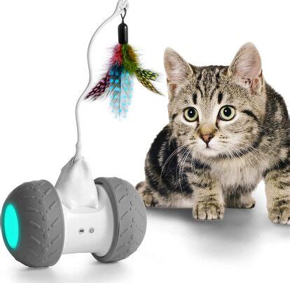 Our Guide to the Best Interactive Cat Toys | PetGuide