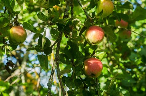 Appelboom Snoeien Eigenwijzetuin