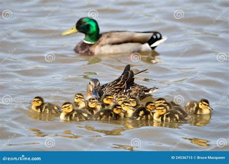 Mallard Ducklings stock image. Image of birdwatching - 24536715