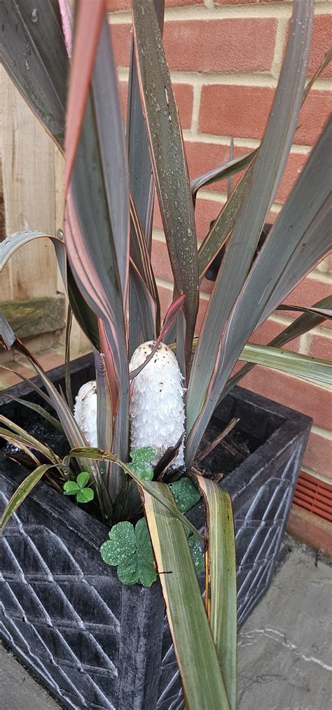 Plant/Fungus Identification : r/GardeningUK