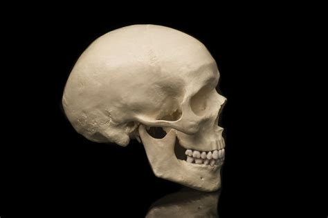 18 Facts About The Cranium