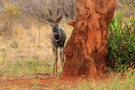 Days Kenya Safari From Mombasa Tsavo East Tsavo West Evacay