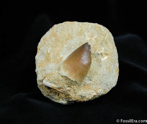 Mosasaurus Tooth In Matrix Inches For Sale Fossilera