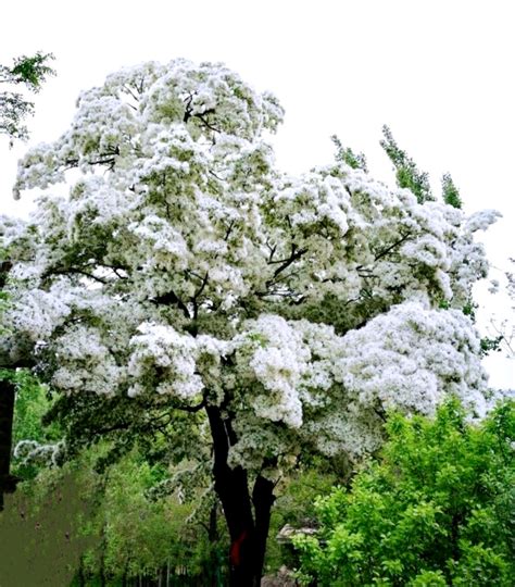 35 Seeds Chinese Fringe Tree Chionanthus Retusus Fresh 2024 Peavytailor