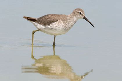 Stilt Sandpiper Pictures and Photos - Photography - Bird | Wildlife | Nature - Christopher Taylor