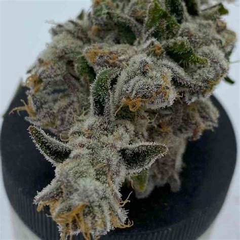 Cakes N Cream F Cannabis Seeds For Sale North Atlantic Seed Co