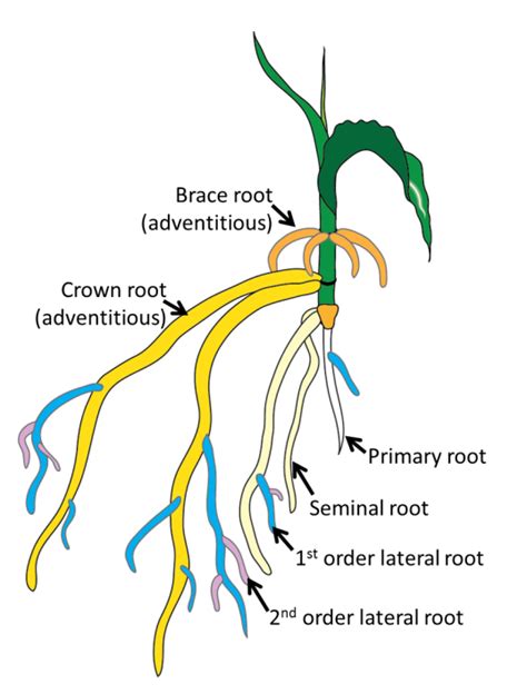 Primary Root System