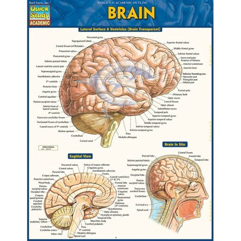 Brain (Book) - Walmart.com - Walmart.com