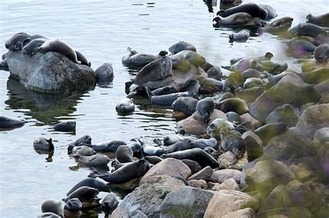 Foca Del Baikal Fotos Banco De Fotos E Imágenes De Stock Istock