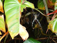 Category Argiope Aurantia Ventral Wikimedia Commons