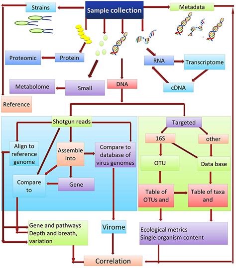 Frontiers Exploring The Human Microbiome The Potential Future Role