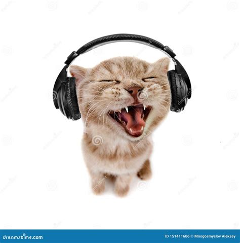 Kitten Listens To Music In Earphones Stock Photo Image Of Isolate