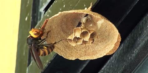 Time Lapse Asian Giant Hornet Queen Building A Nest Over 3 Days