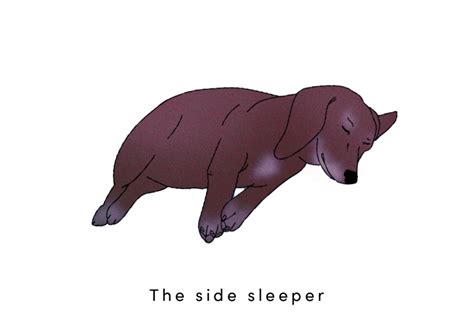 9 Dog Sleeping Positions and What They Could Mean | Sleep.com