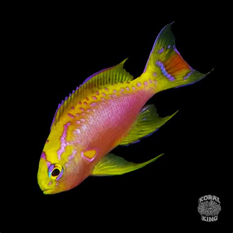 ventralis anthias male koral king