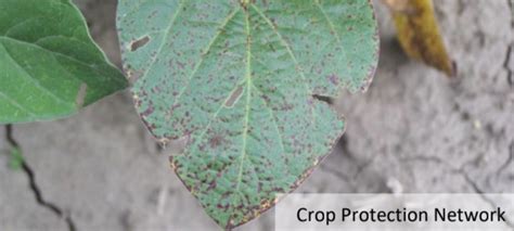 Septoria Brown Spot In Soybean