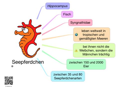 Seepferdchen Das Kleinhirn