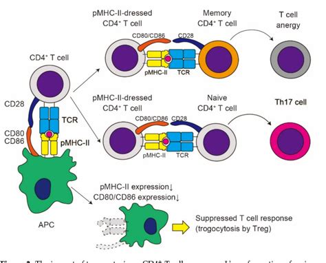 Figure 3 From The Role Of Trogocytosis In The Modulation Of Immune Cell