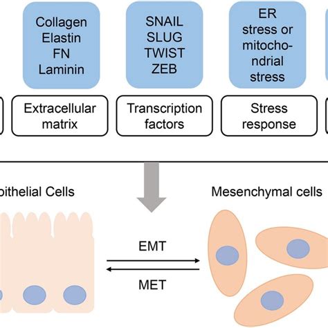 Schematic Diagram Of Emt And Met During Emt Process Epithelial Cells