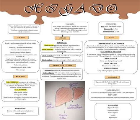 Higado Mapa Conceptual A Z Udocz