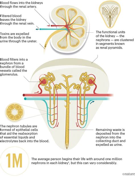 Kidney Nephron Function