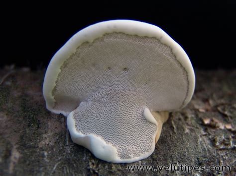 Fomes fomentarius, taulakääpä @ Natural Fungi in Finland