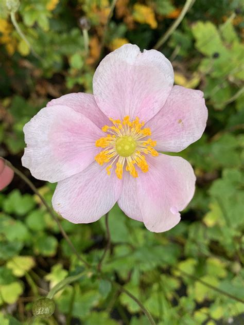 Pink Flower Yellow Center Free Photo On Pixabay Pixabay