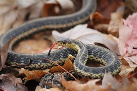 Common Garter Snake Guide · Inaturalist