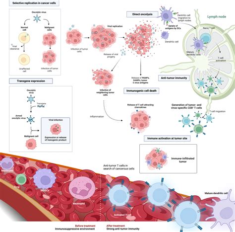 Frontiers Perioperative Oncolytic Virotherapy To Counteract Surgery