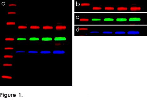 Advansta Westernbright Mcf Fluorescent Western Blotting