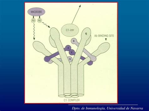Ppt Dpto De Inmunología Universidad De Navarra Powerpoint