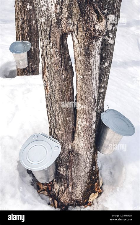 Springtime In Quebec Canada Producing Maple Syrup In A Traditional