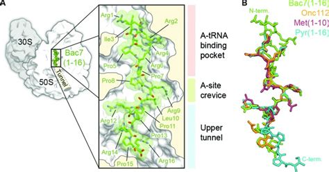 Structure Of The Mammalian Antimicrobial Peptide Bac7 1 16 Bound Within The Exit Tunnel Of A