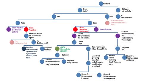 Bacteria Types Chart