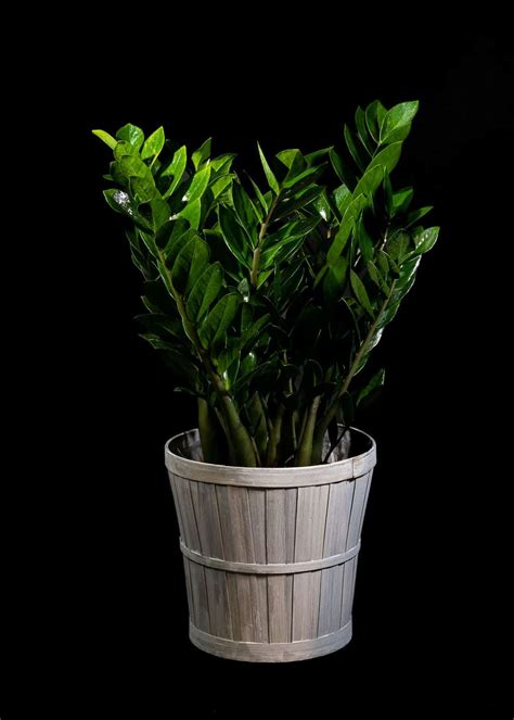 Zamioculcas Zamifolia Ou La Plante ZZ Facile Saint Martin Fleuristerie