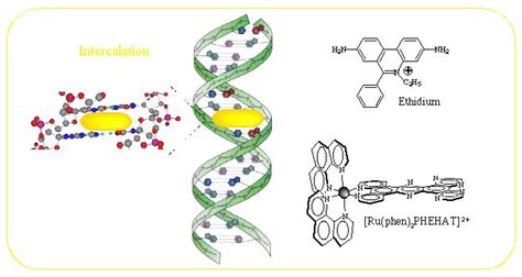 Introduction Interaction With Dna