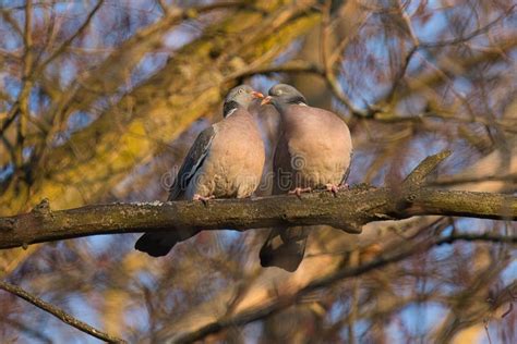 Pair Of Common Wood Pigeons Courting While Perched On A Tree Branch